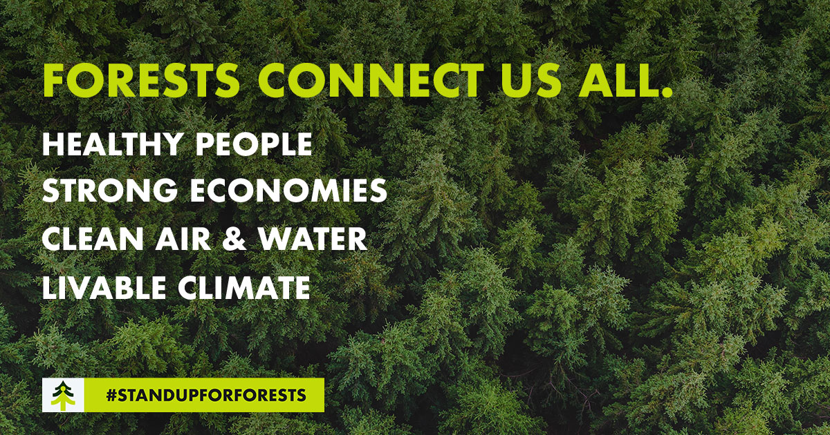 Home - Stand Up for Forests